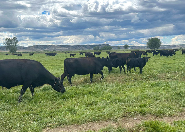 Larsen Ranch